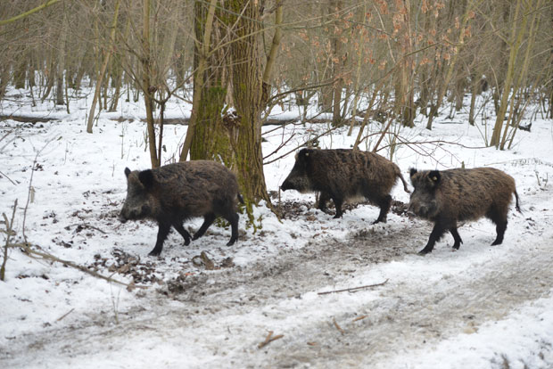 Ловци ће због куге одстрелити 70 одсто дивљих свиња!